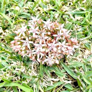 Meet your Posher, Thi